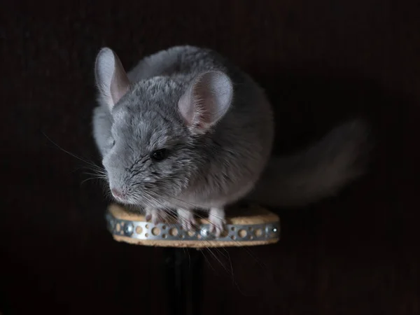 Pequena Chinchila Fofa Berçário Escuro Fotos De Bancos De Imagens