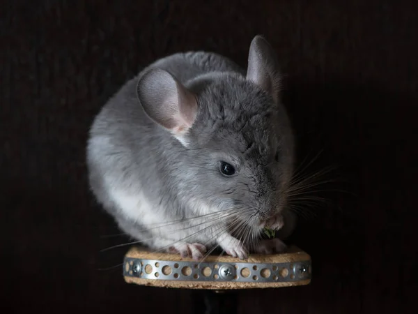 Pequena Chinchila Fofa Comendo Berçário Escuro Imagens De Bancos De Imagens Sem Royalties