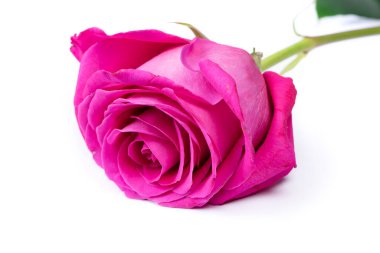 Beyaz arkaplanda izole edilmiş pembe gül çiçeği