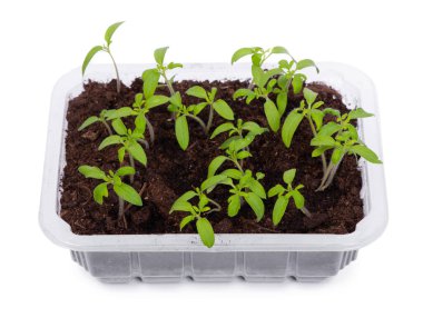 Beyaz arka planda izole edilmiş şeffaf plastik bir kabın içindeki genç domates tohumları.