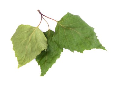 Beyaz arkaplanda izole edilmiş kurumuş huş yaprakları yığını