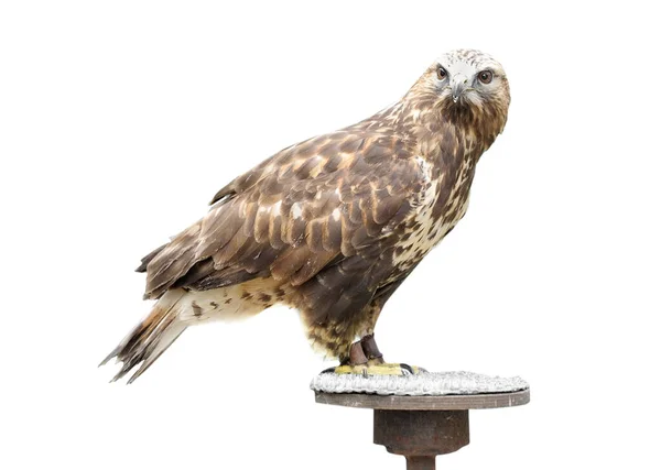 Young Brown Eagle Sitting Support Isolated White — Stock Photo, Image