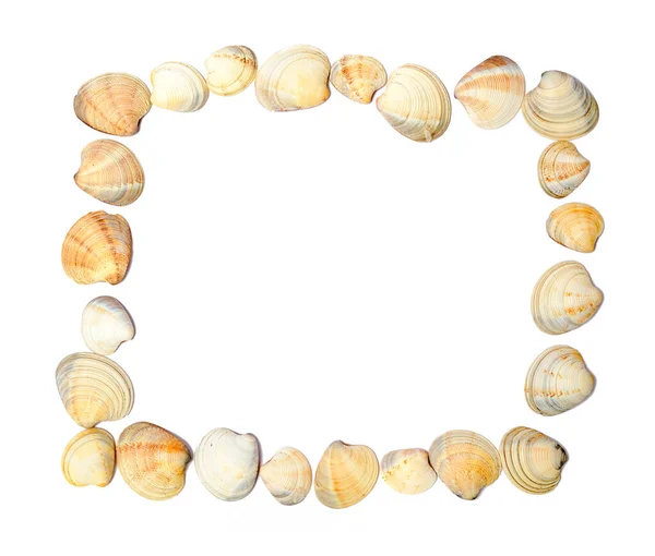 Frame Shells Isolated White Background — Stock Photo, Image