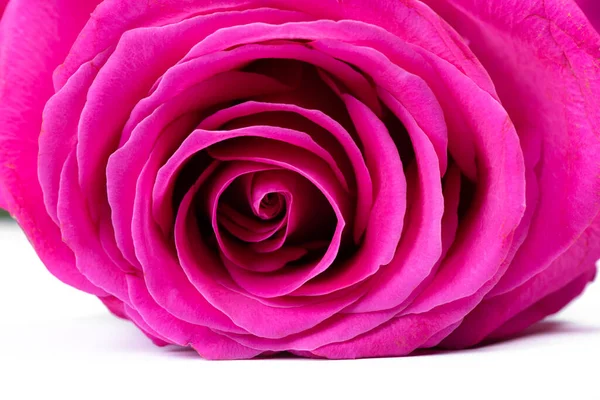 Roze Roos Bloem Geïsoleerd Witte Achtergrond — Stockfoto