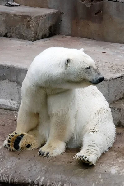 Белый Медведь Отдыхает — стоковое фото