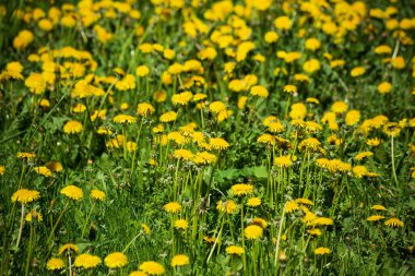 Doğal küçük karahindiba çiçekleri, bahar arkaplanı.