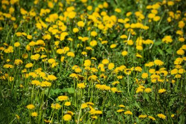 Doğal küçük karahindiba çiçekleri, bahar arkaplanı.
