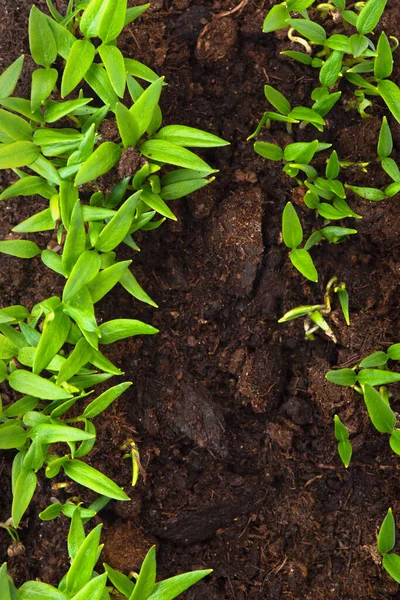 Pepper Sprouts Dirt Outdoors Top View — Stock Photo, Image