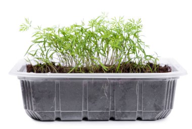 Beyaz arka planda izole edilmiş şeffaf plastik bir kabın içindeki genç dereotu tohumları.