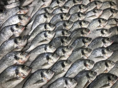 Akdeniz pazarında çiğ taze yaldızlı balık. Bir sürü balık var Dorado. Markette buzda taze taze taze balık. Dorado balık geçmişi.