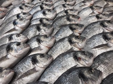 Akdeniz pazarında çiğ taze yaldızlı balık. Bir sürü balık var Dorado. Markette buzda taze taze taze balık. Dorado balık geçmişi.