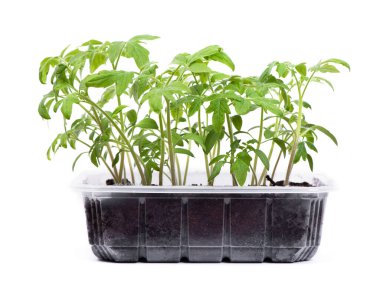 Beyaz arkaplanda izole edilmiş domates fideleri olan şeffaf kutu