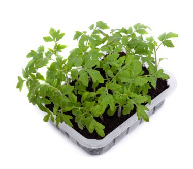 Beyaz arkaplanda izole edilmiş domates fideleri olan şeffaf kutu