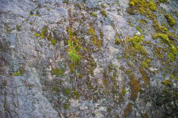苔でぬれた石の質感 — ストック写真
