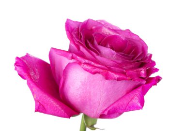 Beyaz arkaplanda izole edilmiş pembe gül çiçeği