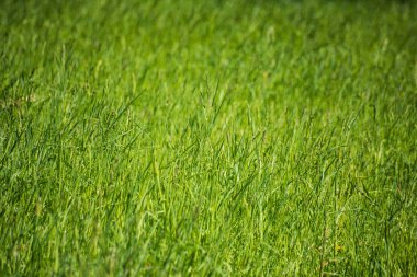 Uzun yeşil çimlerin yan görünüşü