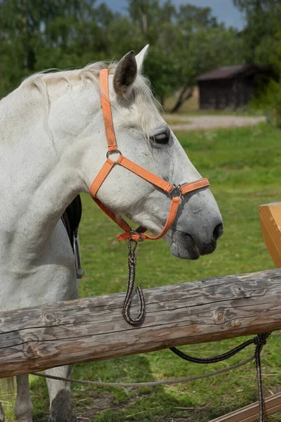 Horse Harnessed Stall Outdoors — Stock Photo, Image