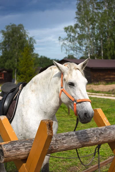 Horse Harnessed Stall Outdoors — Stock Photo, Image