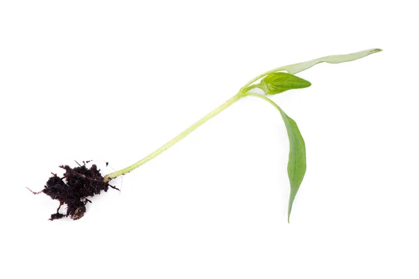 Растение Изолированной Почвой Белом Фоне — стоковое фото