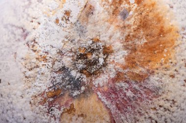 Çürümüş balkabağı, bozulmuş arka plan