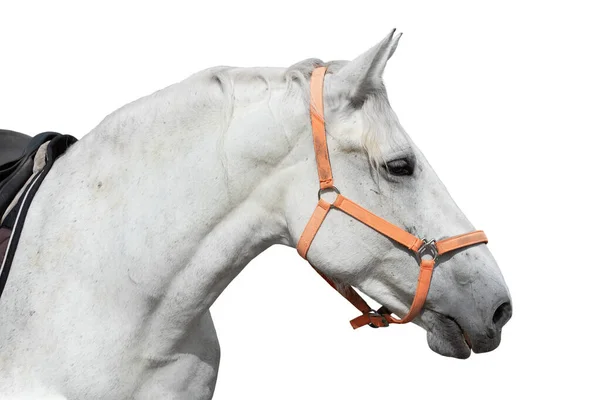 Valkoinen Hevosen Pää Valjaissa Eristetty Valkoisella Pohjalla — kuvapankkivalokuva