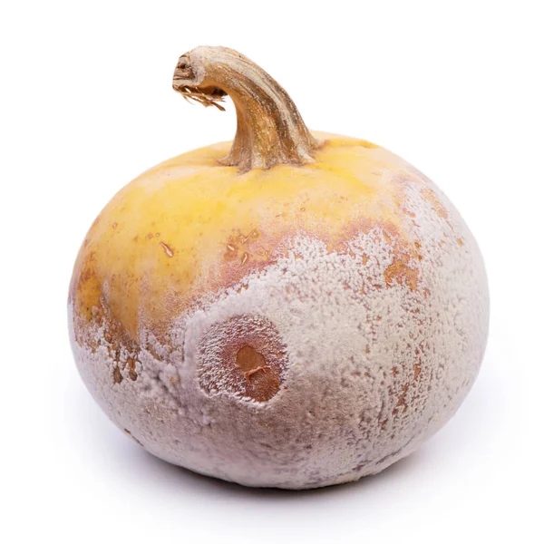 Rotten Pumpkin Isolated White Background — Stock Photo, Image