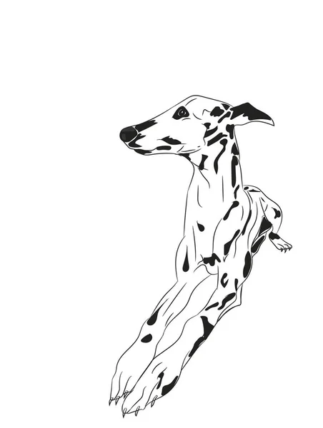 犬にある 白い背景 ベクター線 — ストックベクタ