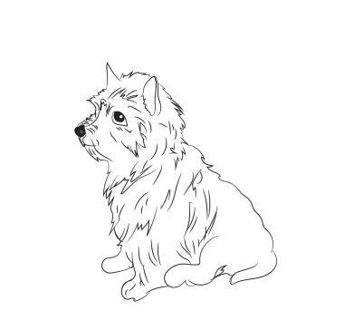 otururken, çizgiler, vektör, beyaz arka plan köpek