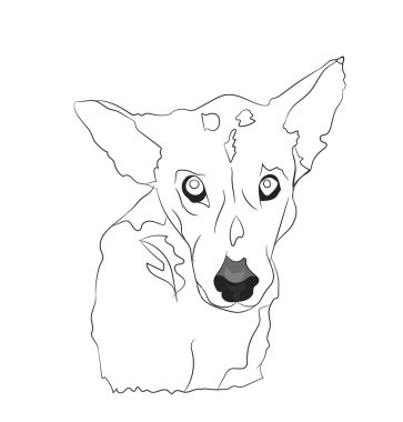 köpek portre, çizgiler, vektör, beyaz arka plan