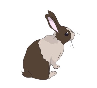 tavşan vektör, beyaz arka plan oturur