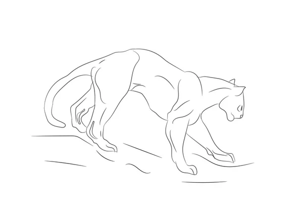 dişi aslan çizgiler, anahat, vektör, beyaz arka plan