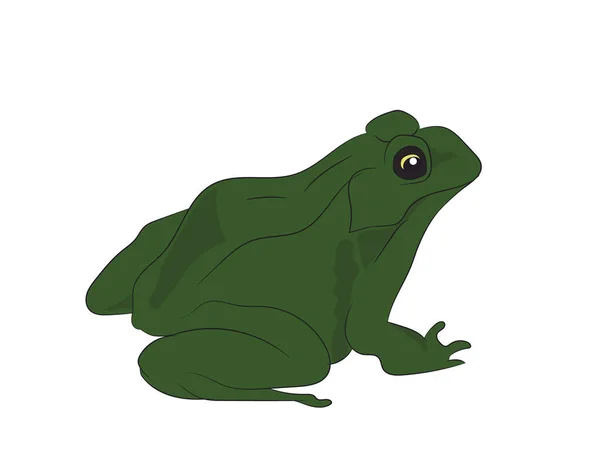 Toad Sitting Vector White Background — Stock Vector