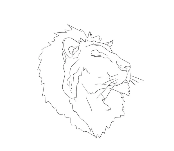 Lion Portrait Lines Vector White Background — Stock Vector