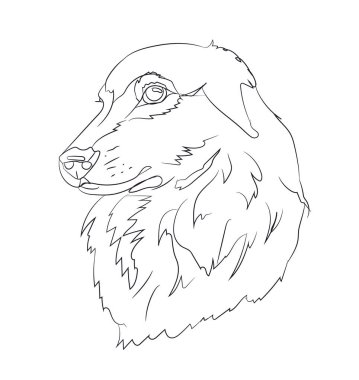 köpek portre, çizgiler, vektör, beyaz arka plan