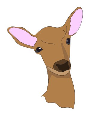 geyik portre, vektör, beyaz arka plan