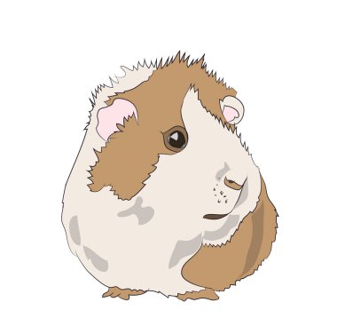 eskiden şiling şimdi domuz, renk vektör, beyaz arka plan