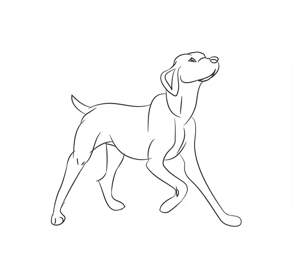 köpek soran, çizgiler, vektör. Beyaz arka plan