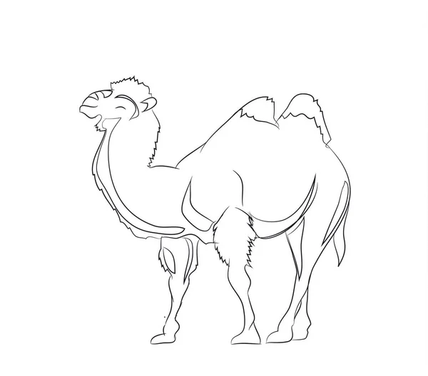 deve, çizgiler, vektör, beyaz arka plan