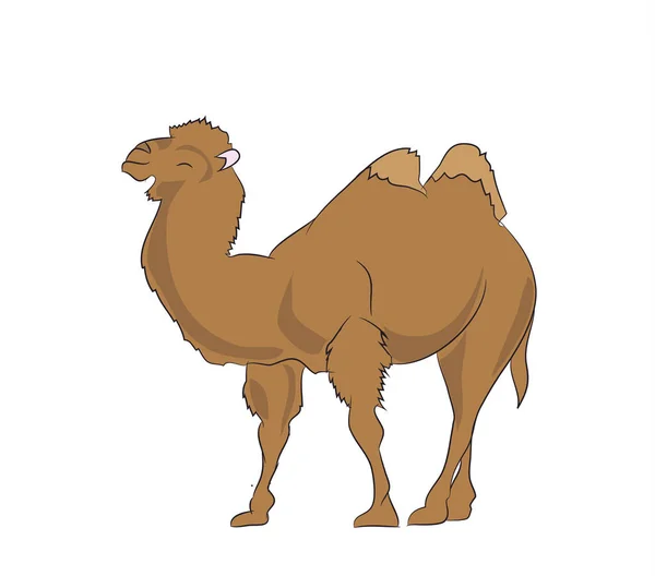 Camelo Vetor Cor Fundo Branco — Vetor de Stock
