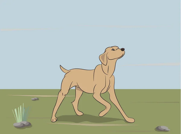 狗赛跑 — 图库矢量图片