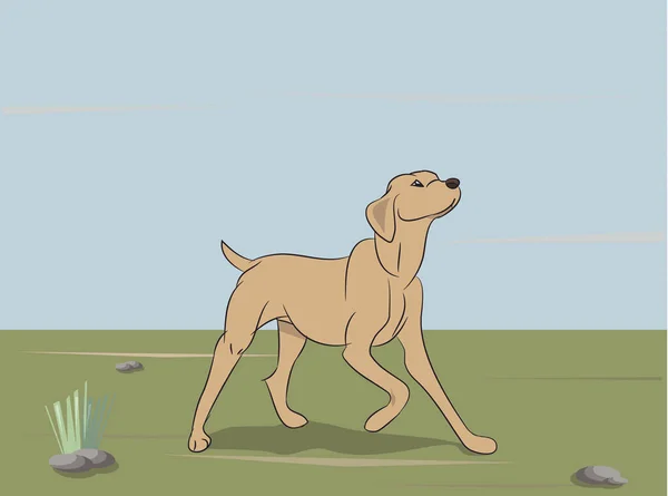 Perro Corriendo Color Vector Aire Libre — Archivo Imágenes Vectoriales