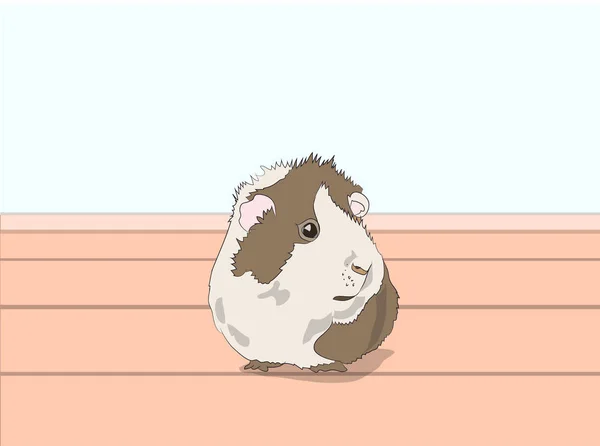 Guinea Pig Sitting Room Vector — Stock Vector