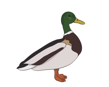 ördek drake. vektör, beyaz arka plan