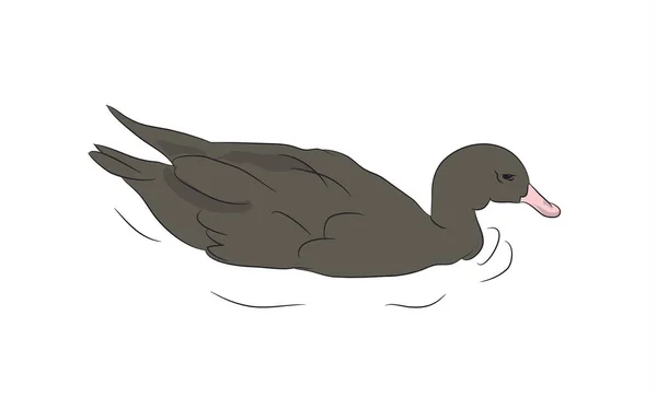 Drake Canard Vecteur Fond Blanc — Image vectorielle