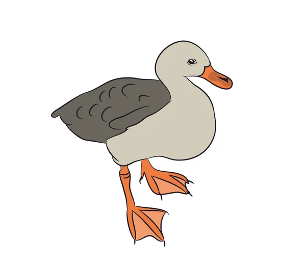 Drake Canard Vecteur Fond Blanc — Image vectorielle