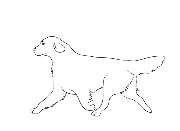 Pes Běží Čáry Vektor Bílé Pozadí — Stockový vektor