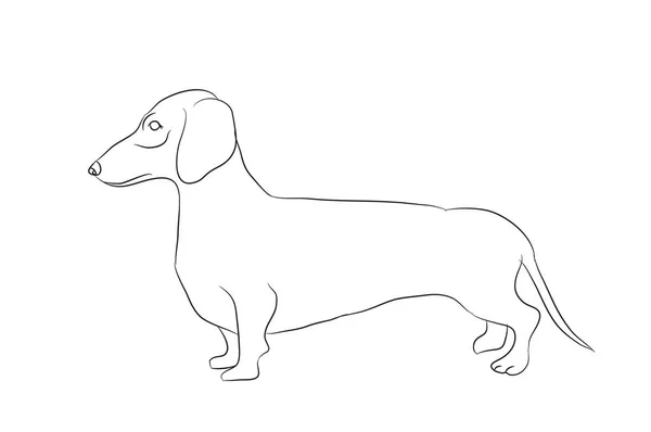 Dog Stands Lines Vector White Background — Stock Vector