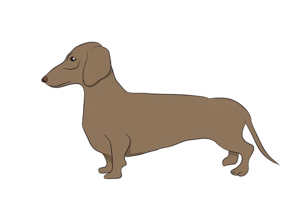 狗是褐色的载体 白色的背景 — 图库矢量图片