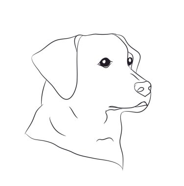 köpek portre, çizgiler, vektör, beyaz arka plan