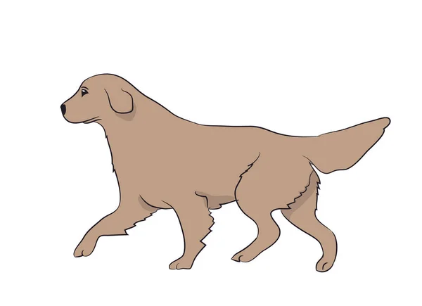 Dog Running Cor Vetor Fundo Branco — Vetor de Stock